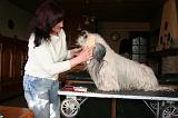 SKYE TERRIER - BROSSAGE 086